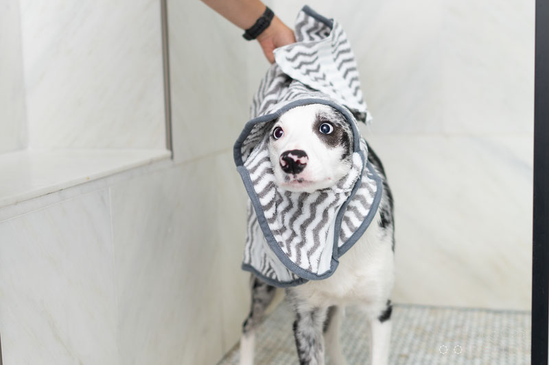 FunnyFuzzy Dog Bath Towel Review | Dog Gear Review