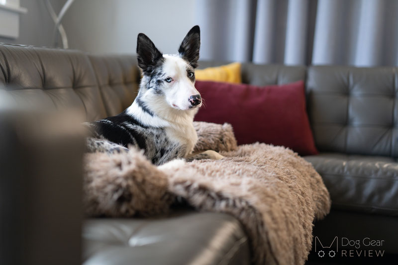 FunnyFuzzy Calming Furniture Protector Dog Bed Review