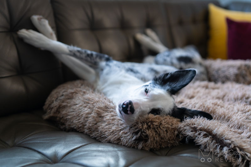 FunnyFuzzy Calming Furniture Protector Dog Bed Review | Dog Gear Review