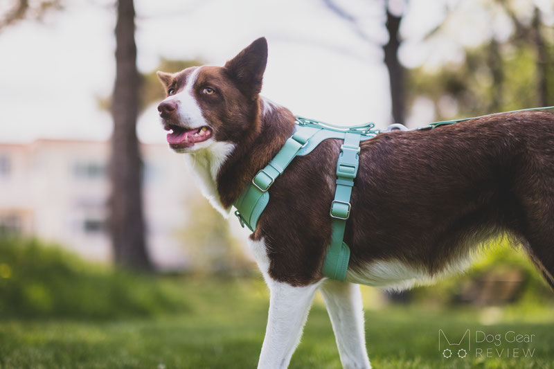 FunnyFuzzy Gummy Dog Walk Set Review | Dog Gear Review