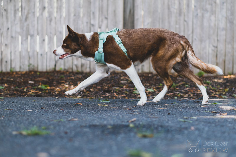 FunnyFuzzy Gummy Dog Walk Set Review | Dog Gear Review