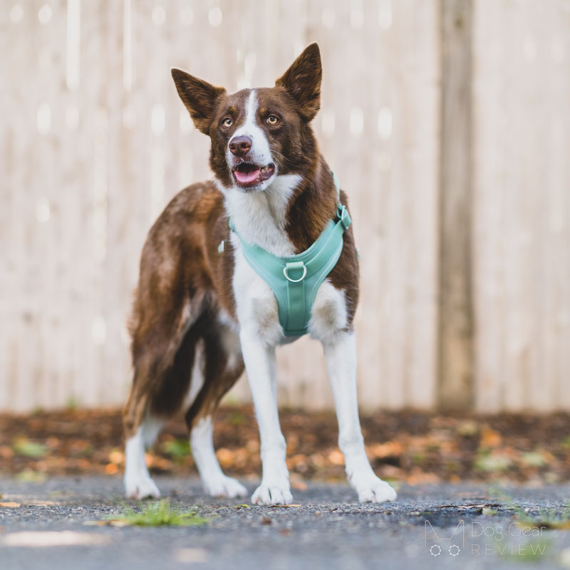 FunnyFuzzy Gummy Dog Walk Set Review | Dog Gear Review