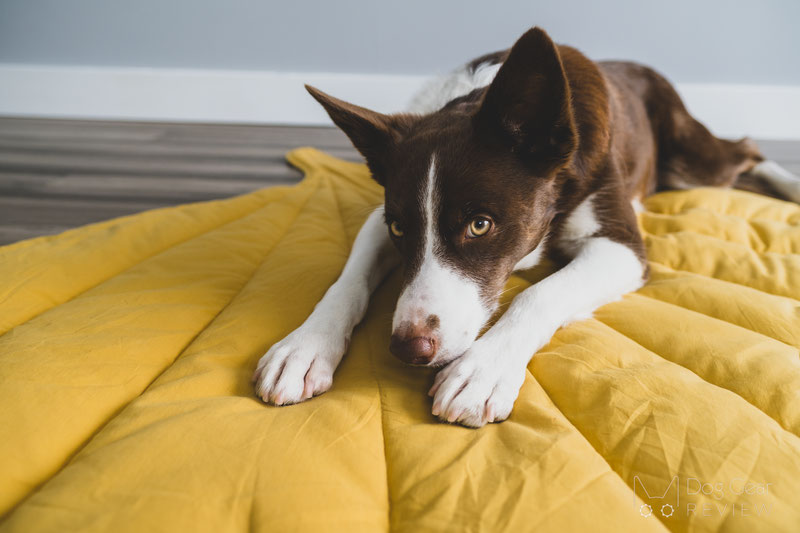 Leaf Shape Dog Blanket, Elm Green