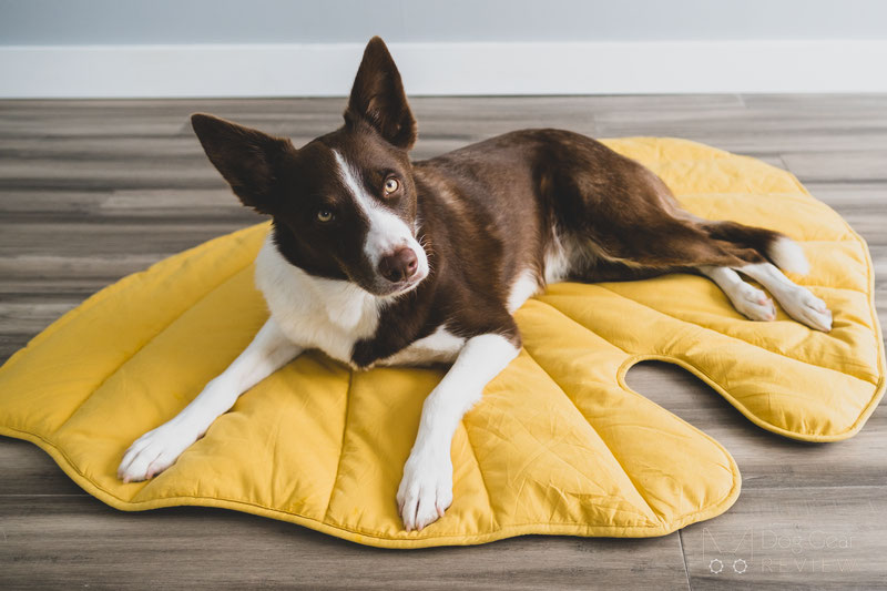 FunnyFuzzy Leaf Shape Dog Blanket Review | Dog Gear Review