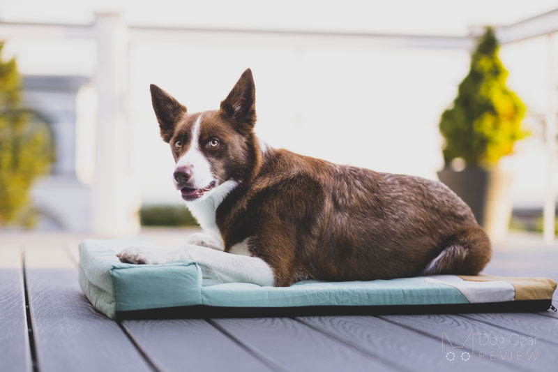 FunnyFuzzy Ocean Dog Bed Review | Dog Gear Review