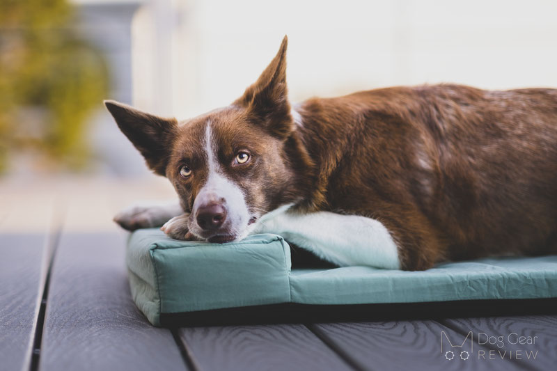 FunnyFuzzy Ocean Dog Bed Review | Dog Gear Review