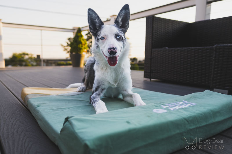 FunnyFuzzy Ocean Dog Bed Review | Dog Gear Review