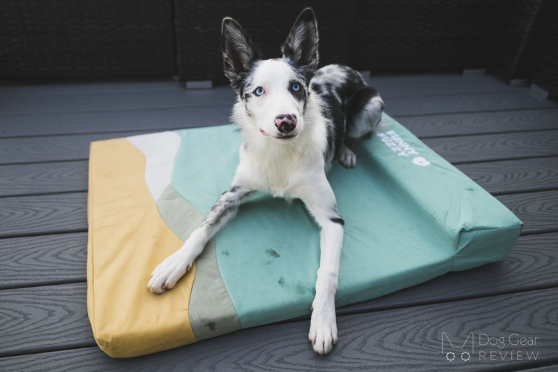 FunnyFuzzy Ocean Dog Bed Review | Dog Gear Review