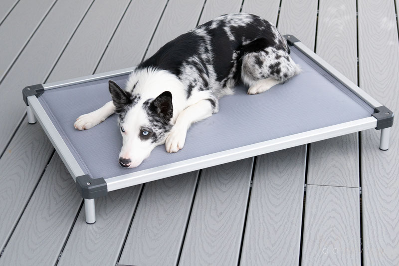 Chew proof raised dog bed hotsell