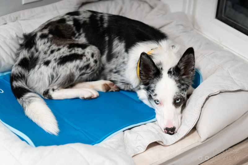 Green Pet Cool Pet Pad Review | Dog Gear Review