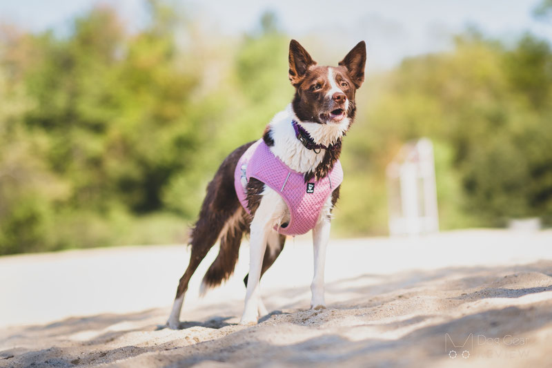 Hurtta shop cooling harness