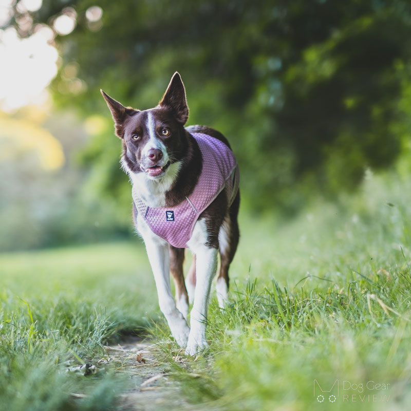 Hurtta cooling dog vest best sale