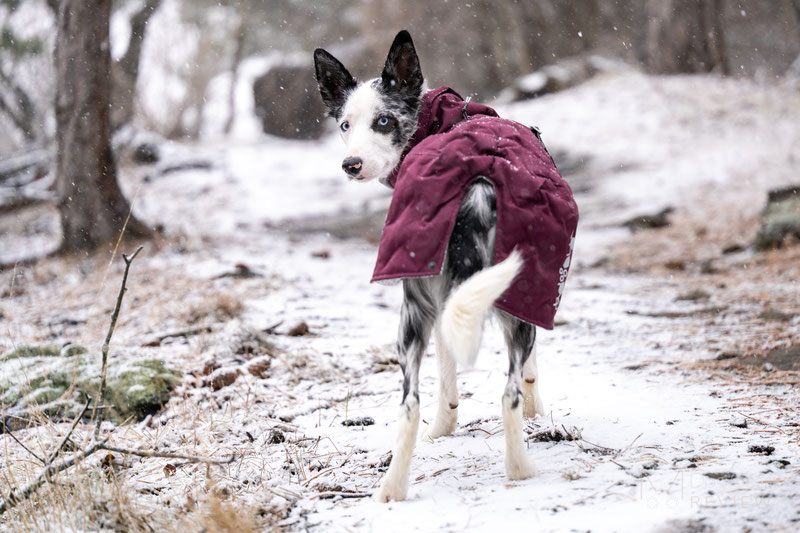 Hurtta Extreme Warmer III Eco Review | Dog Gear Review