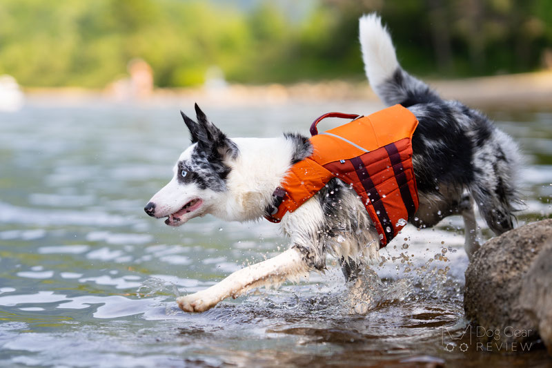Hurtta Life Savior ECO Life Vest Review | Dog Gear Review