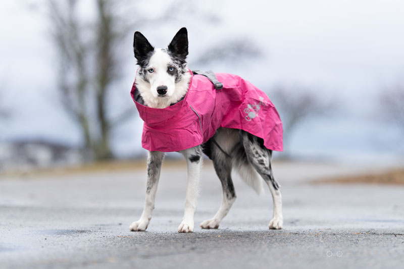 Hurtta Monsoon Raincoat II ECO Review | Dog Gear Review