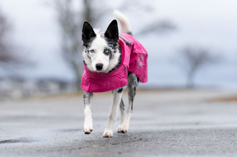 Hurtta Monsoon Raincoat II ECO Review | Dog Gear Review