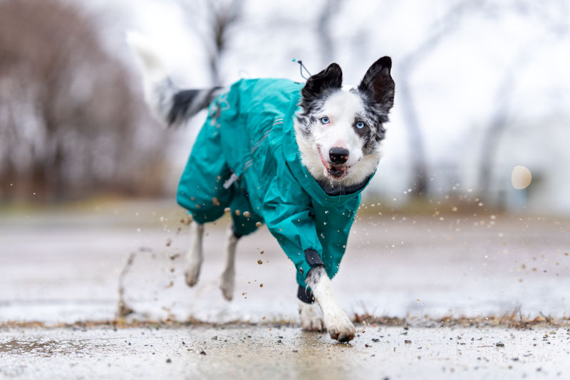 Hurtta Mudventure Overall Eco Review | Dog Gear Review