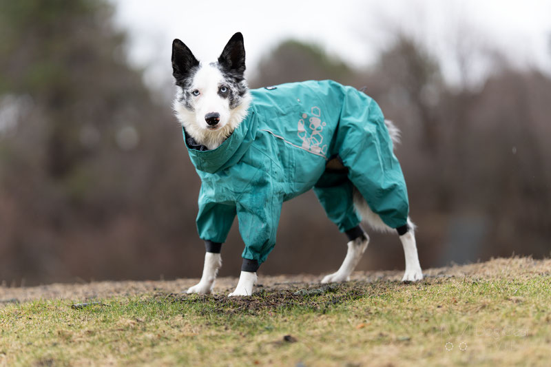 Hurtta Mudventure Overall Eco Review | Dog Gear Review