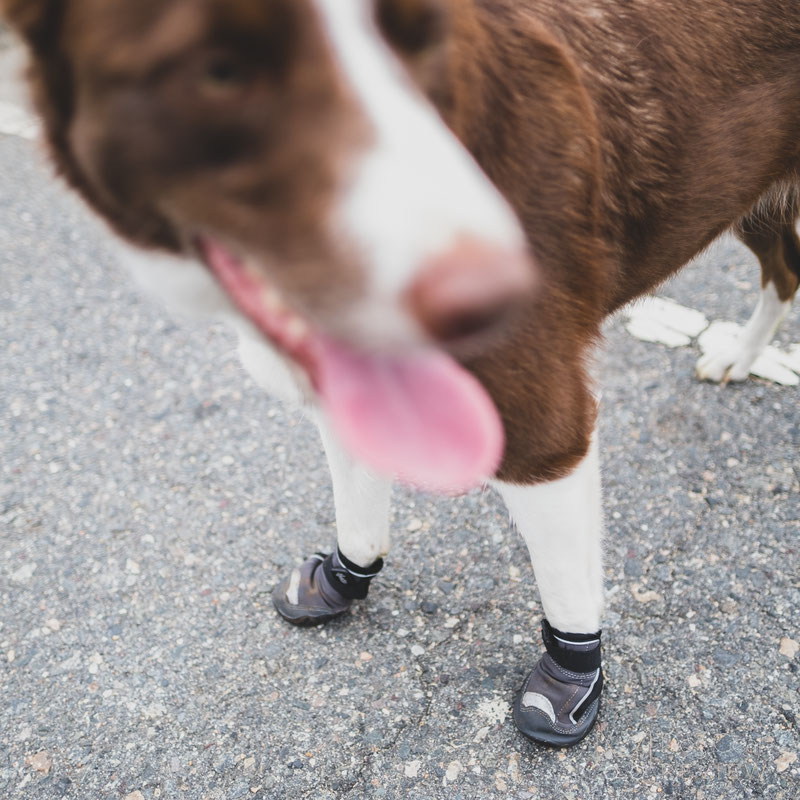 Hurtta Outback Boots Review | Dog Gear Review
