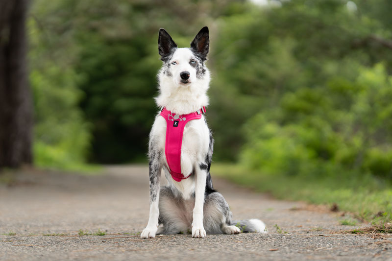 Hurtta Weekend Warrior II ECO Harness Review | Dog Gear Review