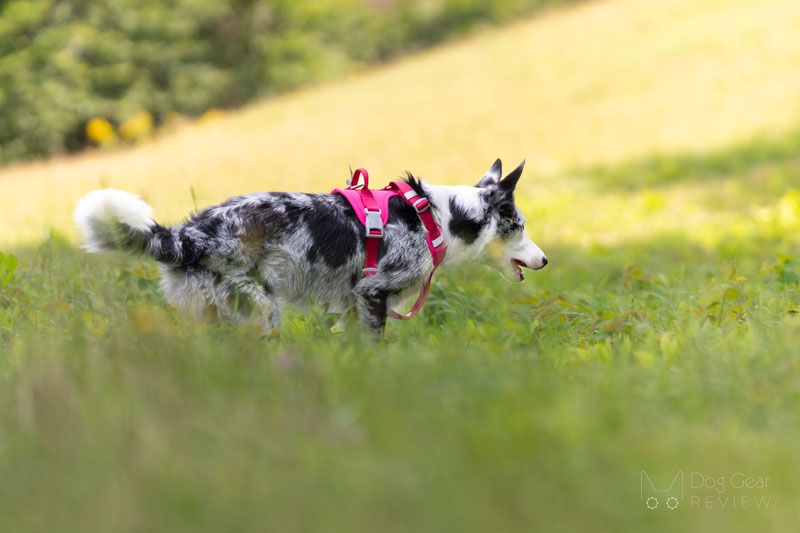 Hurtta Weekend Warrior II ECO Harness Review | Dog Gear Review