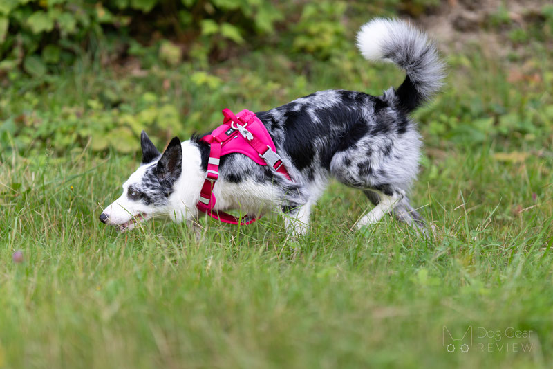 Hurtta Weekend Warrior II ECO Harness Review | Dog Gear Review