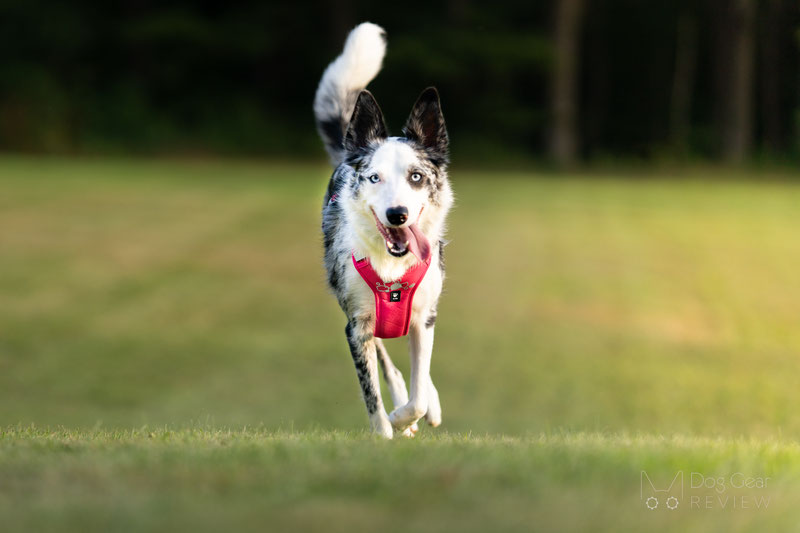 Hurtta Weekend Warrior II ECO Harness Review | Dog Gear Review