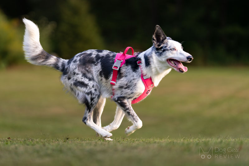 Hurtta Weekend Warrior II ECO Harness Review | Dog Gear Review
