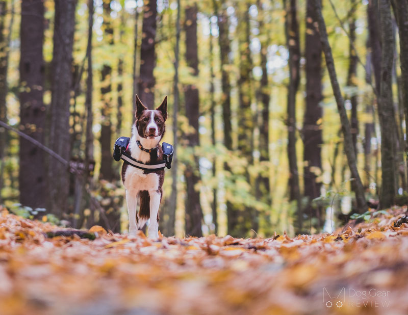 Julius-K9 IDC® Powerharness Review | Dog Gear Review