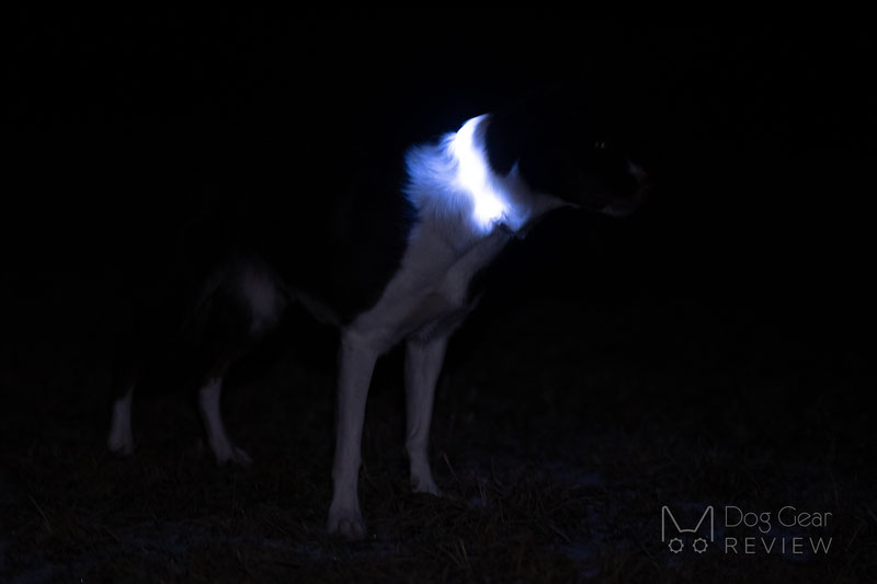Illumiseen LED Collar, Necklace and Leash Review | Dog Gear Review