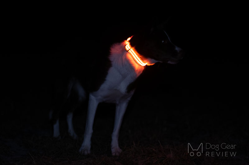 Illumiseen LED Collar, Necklace and Leash Review | Dog Gear Review