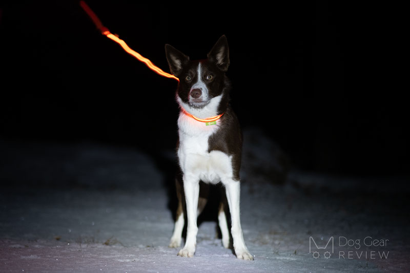 Illumiseen LED Collar, Necklace and Leash Review | Dog Gear Review