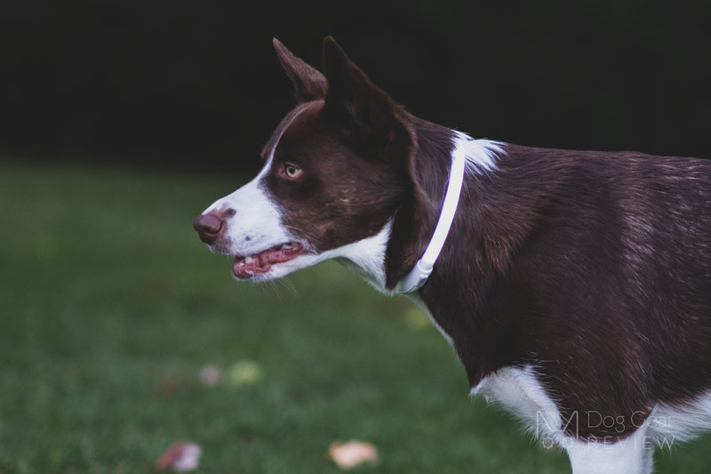 Illumiseen LED Collar, Necklace and Leash Review | Dog Gear Review