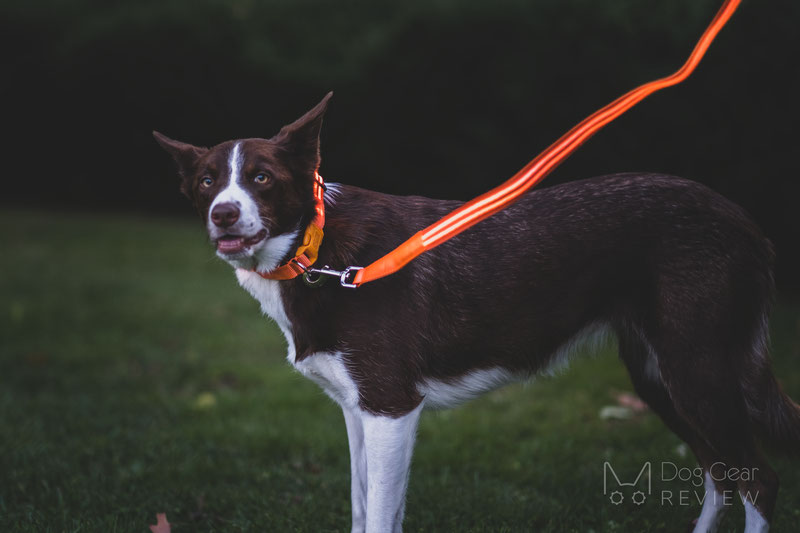 Illumiseen led cheap dog leash