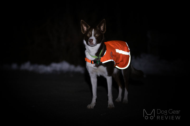 Illumiseen LED Dog Vest Review | Dog Gear Review