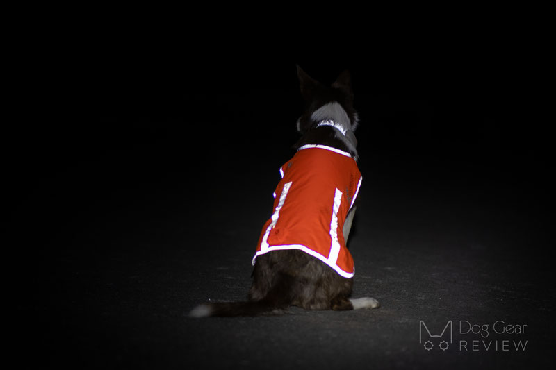 Illumiseen LED Dog Vest Review | Dog Gear Review