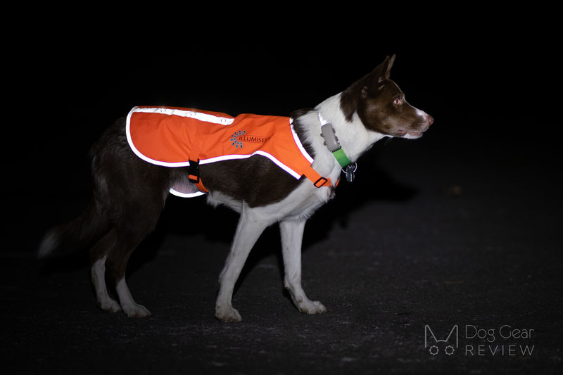 Illumiseen LED Dog Vest Review | Dog Gear Review