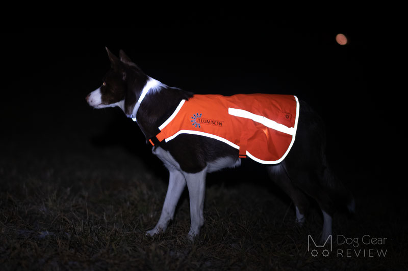 Illumiseen LED Dog Vest Review | Dog Gear Review