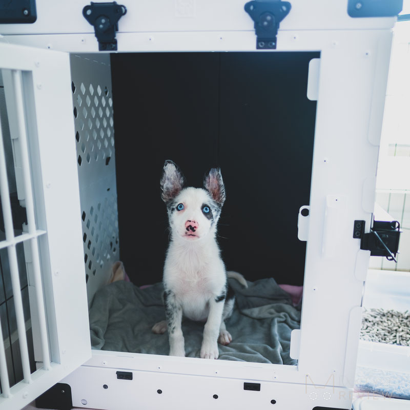 Impact dog crate store review