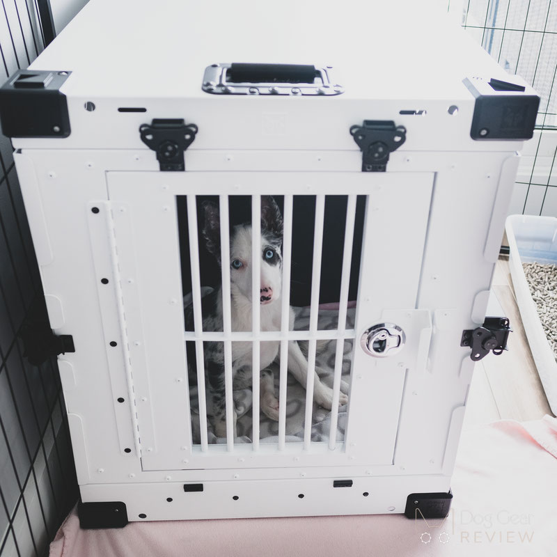 Impact dog shop crate free shipping