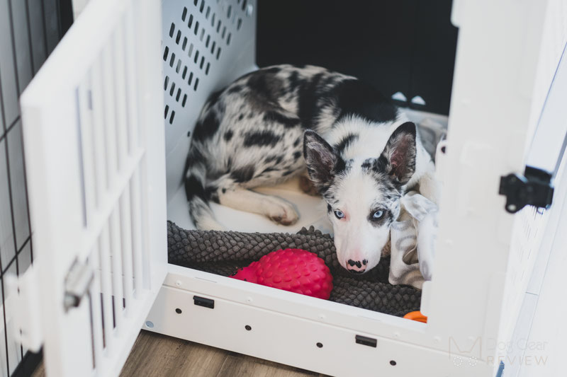 Impact clearance dog crate