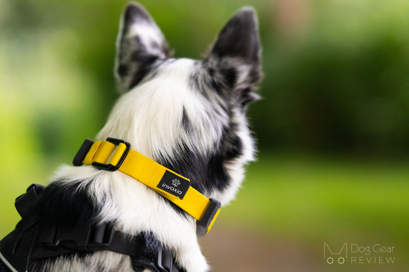 Invoxia Smart Dog Collar Review | Dog Gear Review