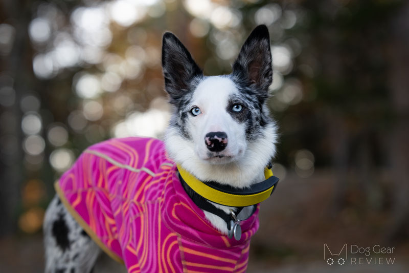 Link akc smart outlet collar review