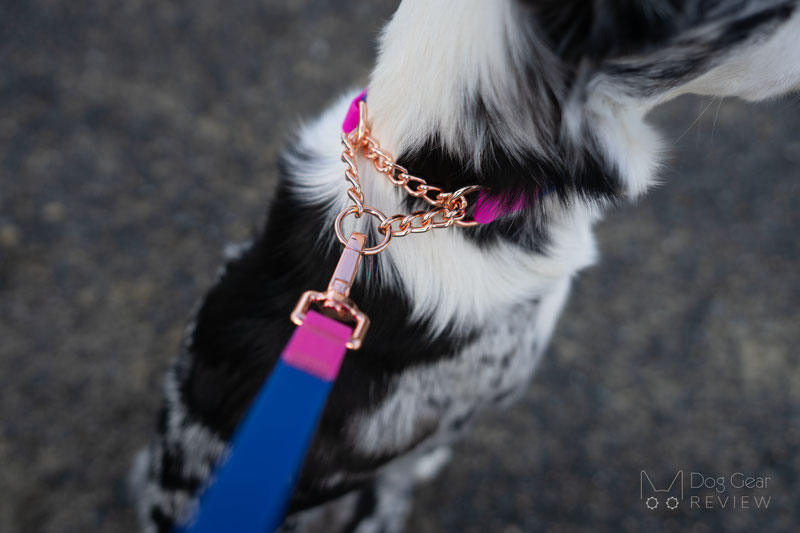 Jax Planet Jelly Color-Block Leash and Collar Review | Dog Gear Review