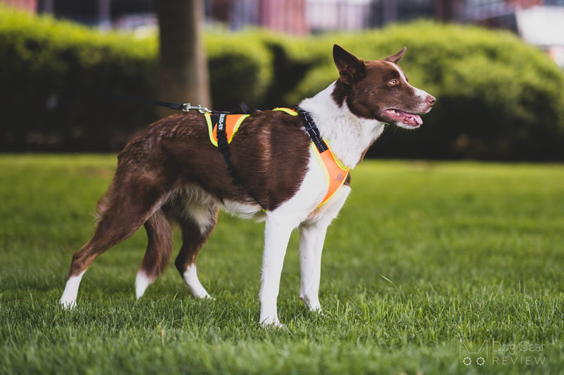 Julius-K9 Mantrailing Harness Review | Dog Gear Review