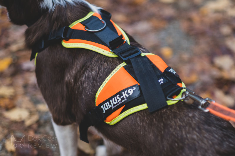 Julius-K9 Mantrailing Harness Review | Dog Gear Review