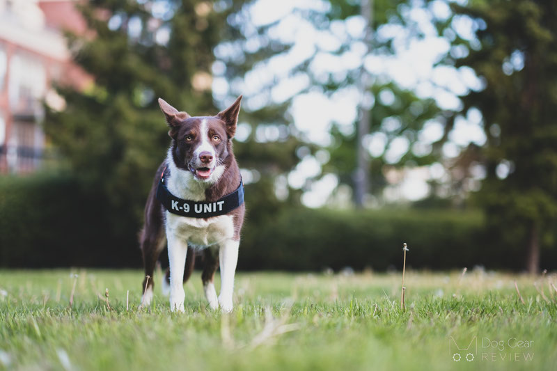 Julius-K9® IDC® Stealth® Powerharness with Cobra®buckles Review | Dog Gear Review