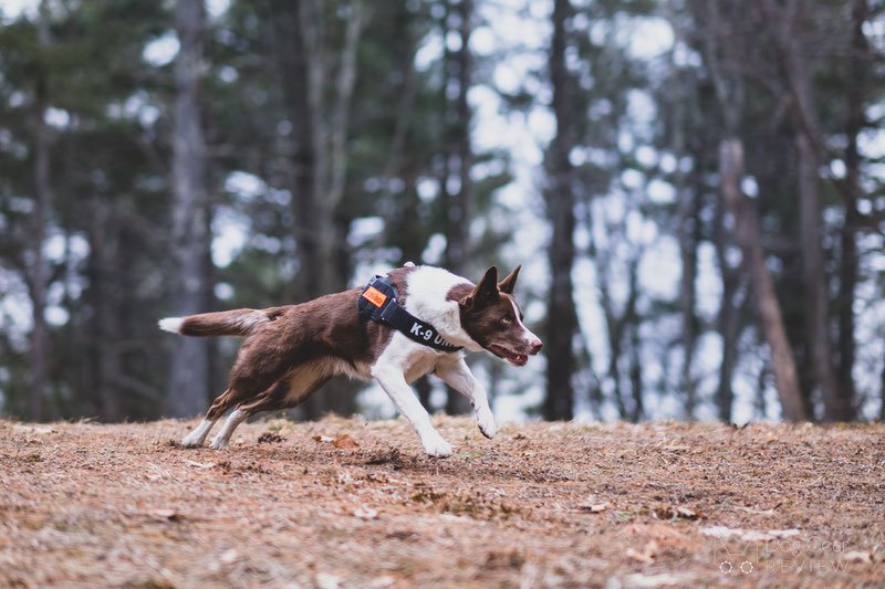 Julius-K9® IDC® Stealth® Powerharness with Cobra®buckles Review | Dog Gear Review