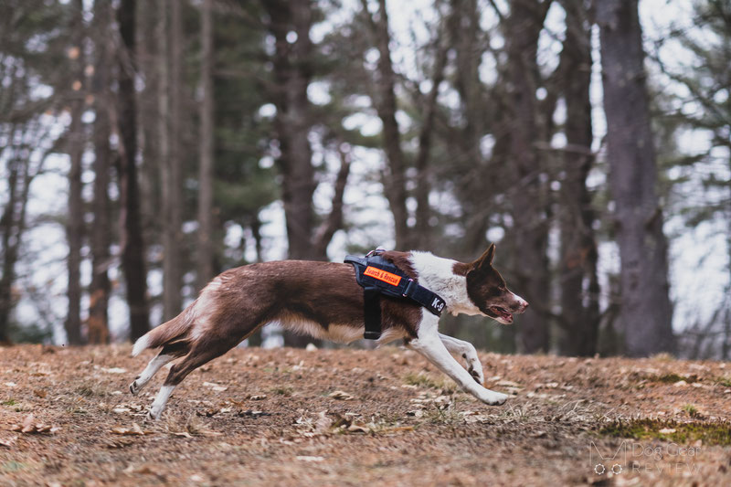 Julius-K9® IDC® Stealth® Powerharness with Cobra®buckles Review | Dog Gear Review