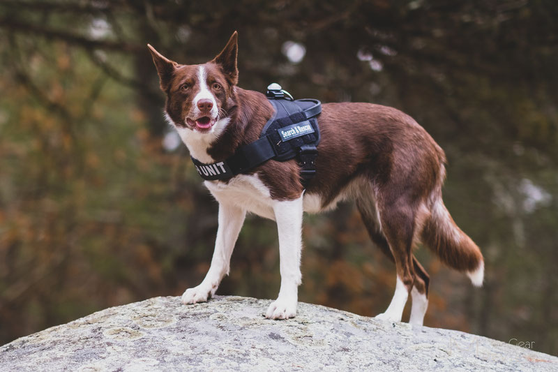 Julius-K9® IDC® Stealth® Powerharness with Cobra®buckles Review